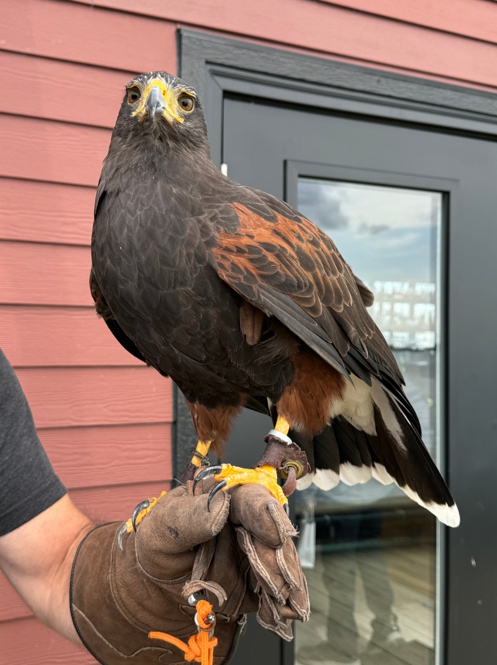 Harris Hawk