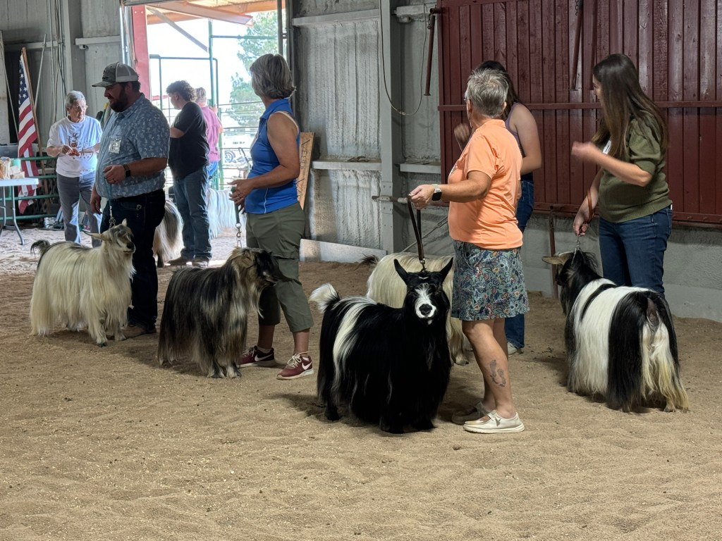 Silky Goats