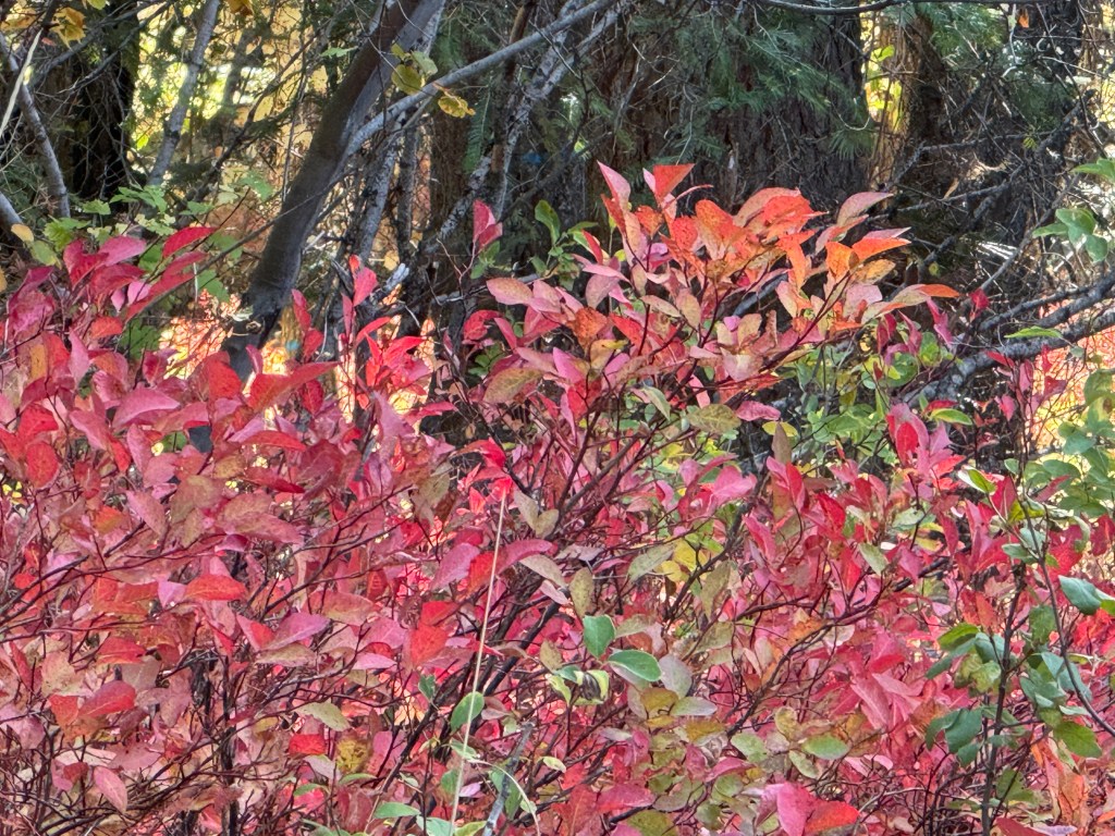 Burning Bush
