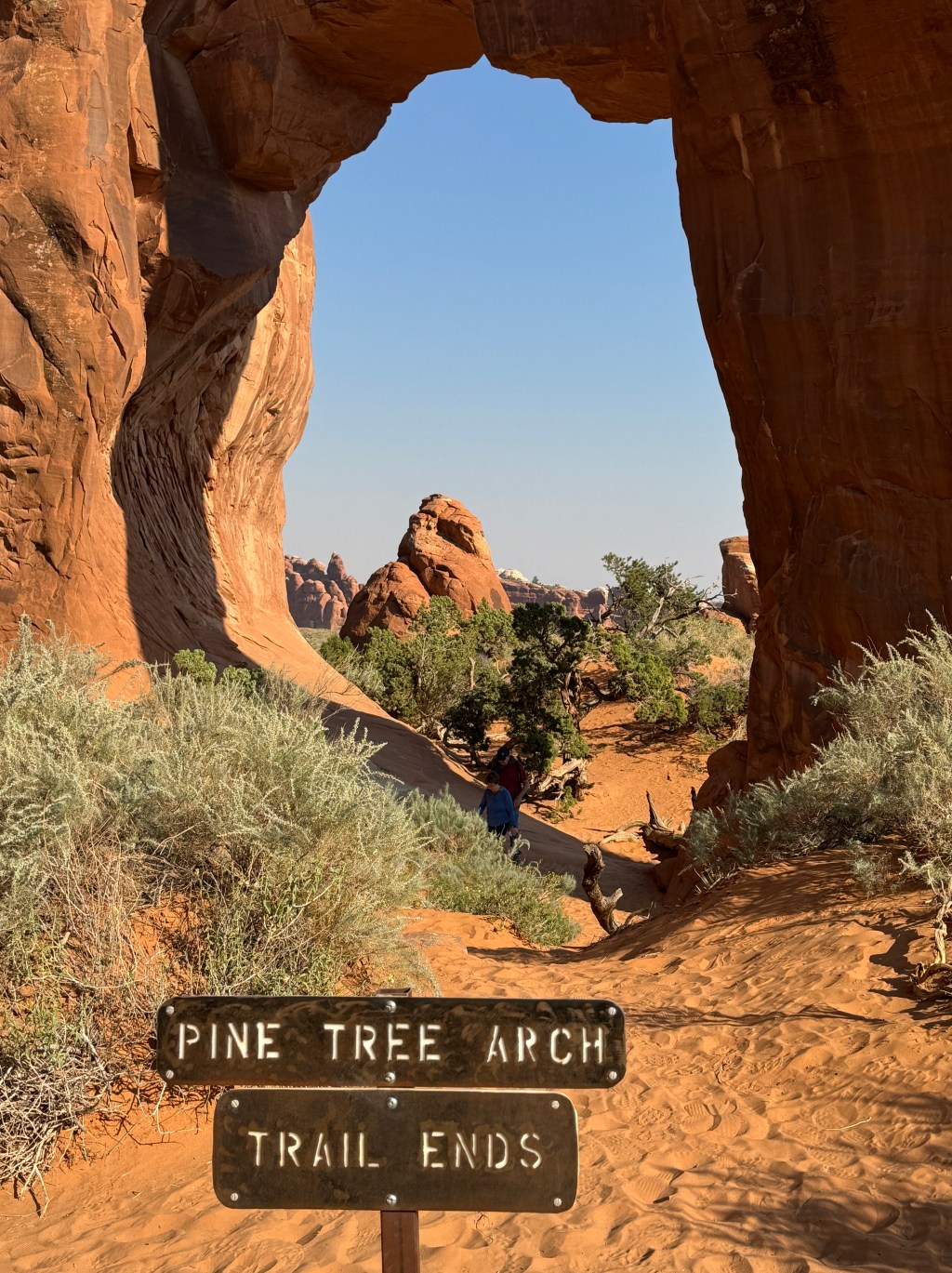 Pine Tree Arch