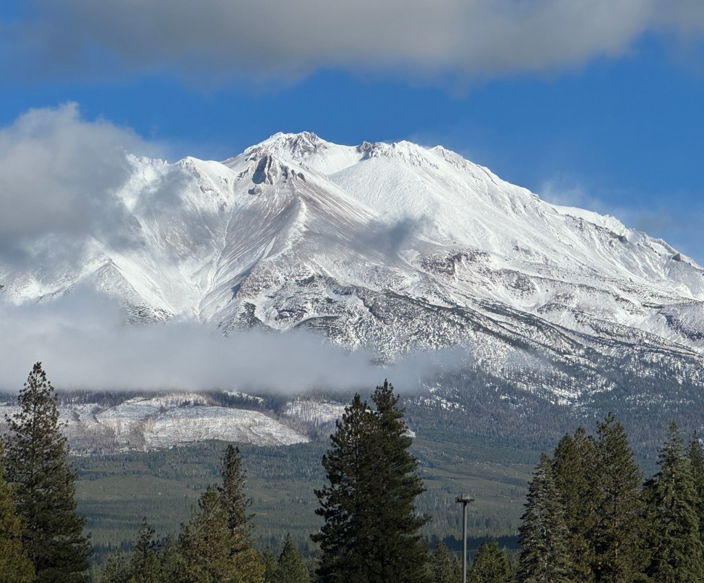 Shasta