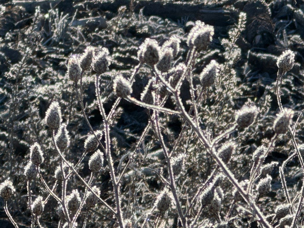 Frosty Weeds