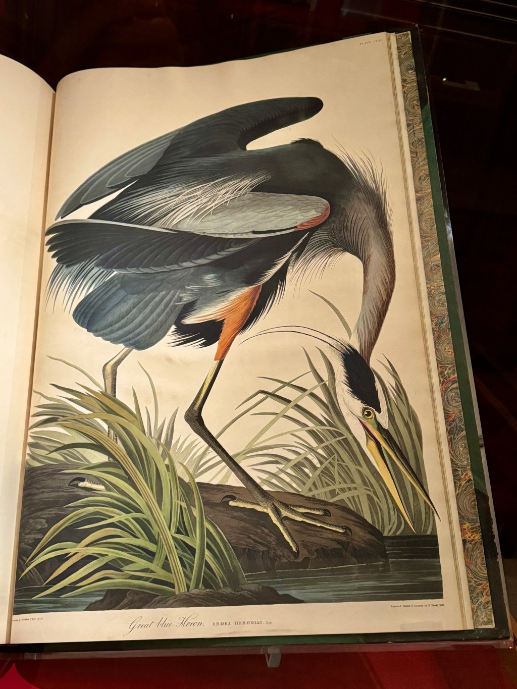 Audubon Heron