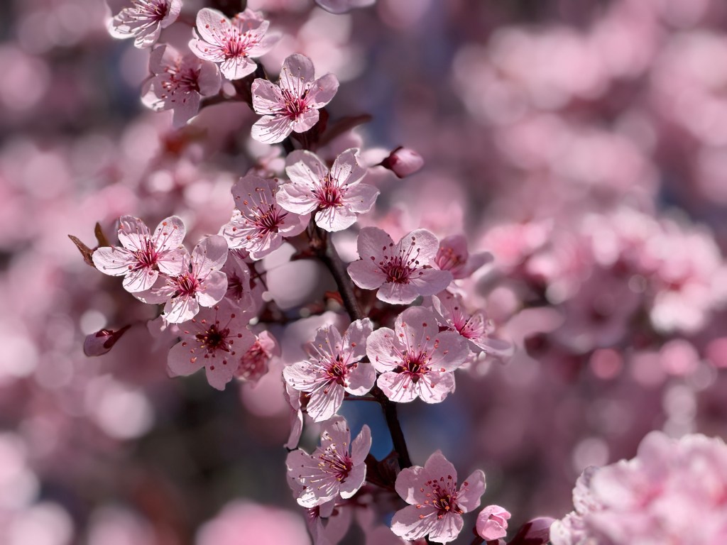 Cherry Blossoms