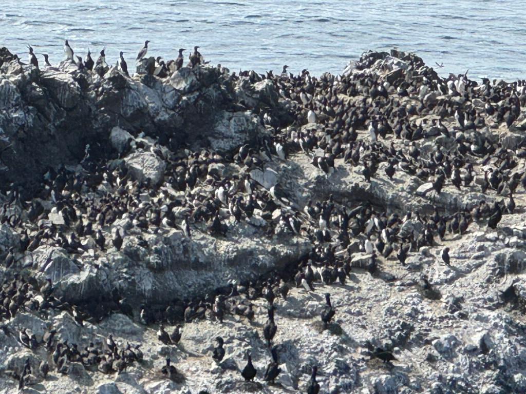 Sea Bird Colony
