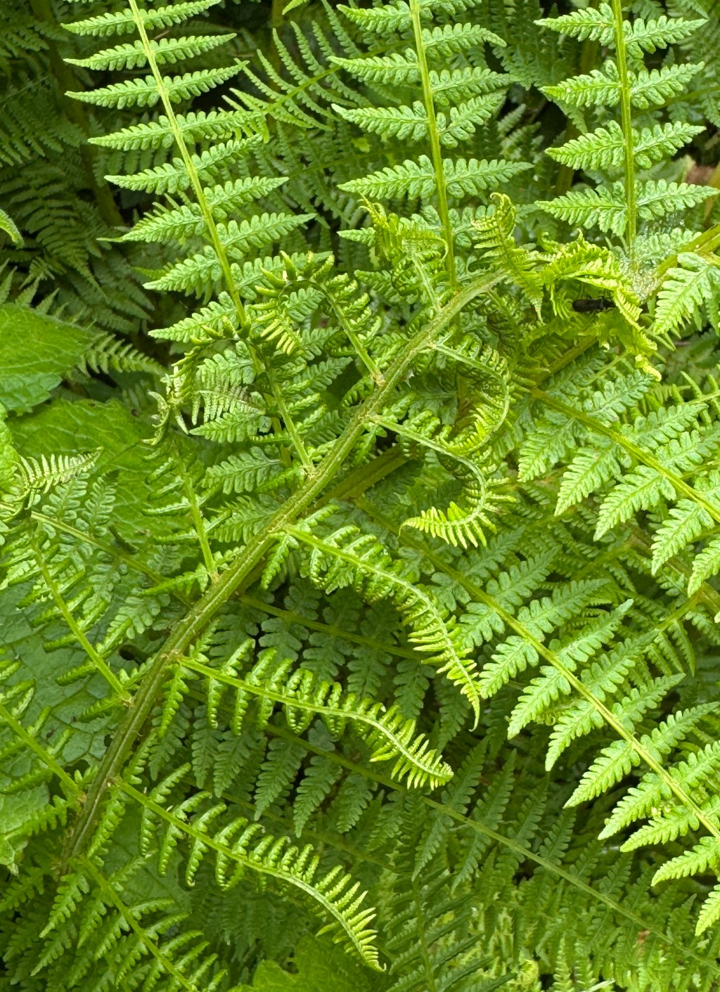 Ferns