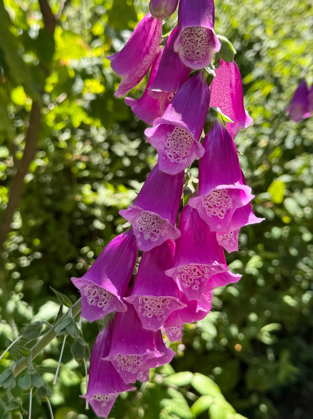 Fox Glove