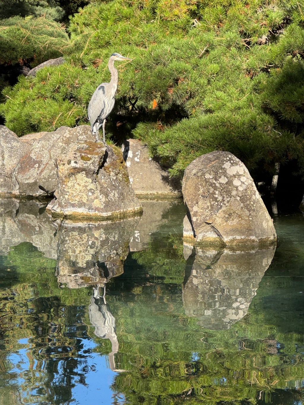 Heron on a Rock