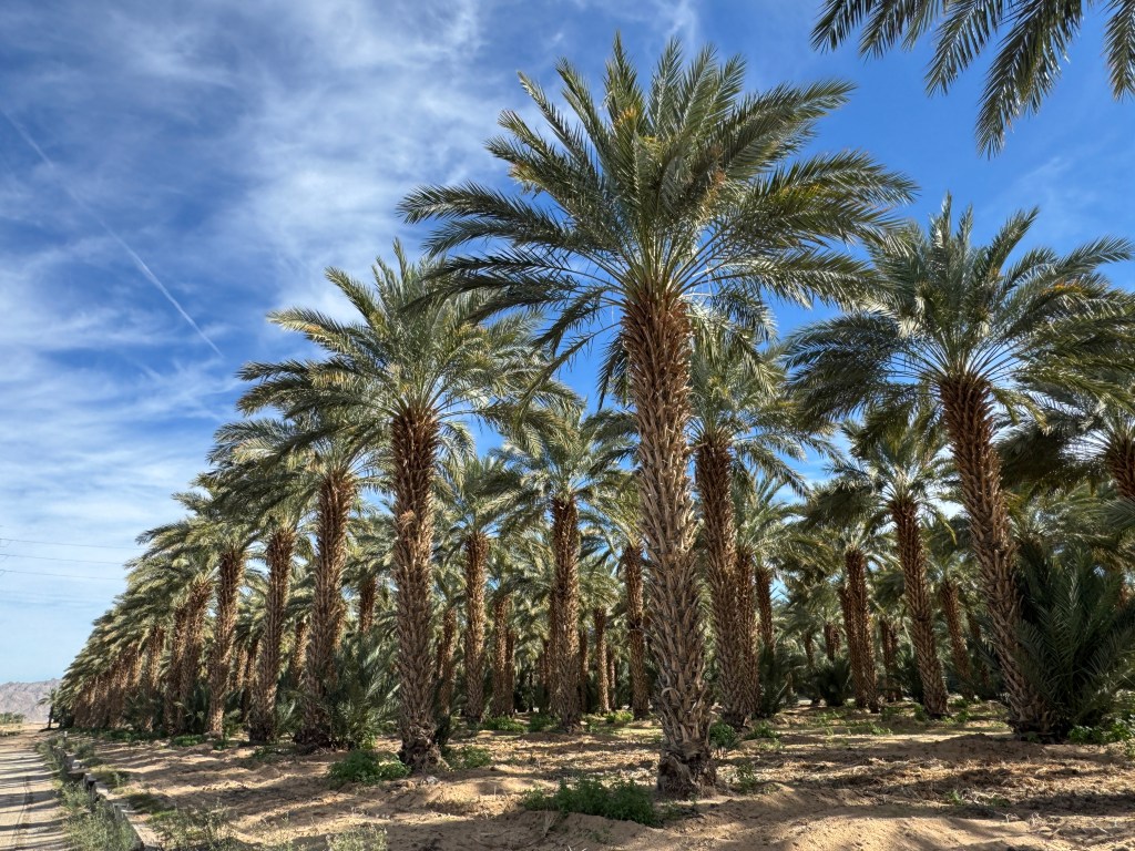 Date Palms