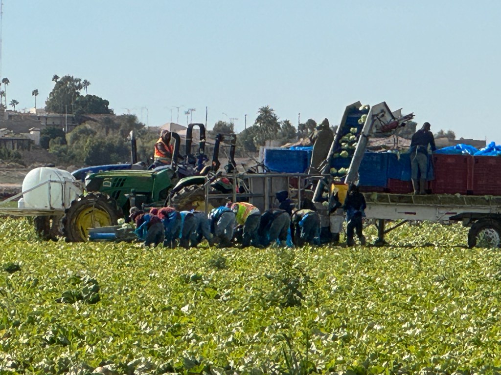 Cabbage Harvesters